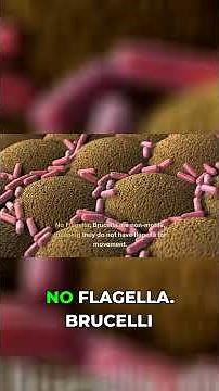 Unmasking Brucella: The Bacteria Behind Brucellosis