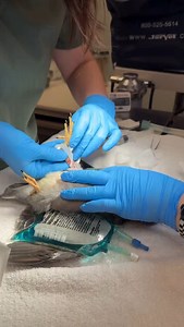 This Band-tailed Pigeon arrived at the PAWS Wildlife Rehabilitation Center with a wound on its leg. Our team has been carefully treating the injury, and we’re happy to see that that the bird is healing well! We’re hopeful for a full recovery and a safe return to the wild for this pigeon! 🌲🐦 To help more animals like this pigeon, visit: paws.org/GiveBig | PAWS - Progressive Animal Welfare Society