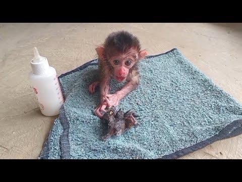Baby monkey sees a hungry little baby bird