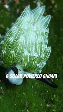 A Solar-Powered Animal You’ve Never Heard Of: Meet The Sea Sheep