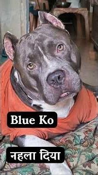 Aaj to blue ka bathing day 😃🐶#dog #pitbull #bathing #minivlog #dailyvlog