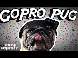 (POV) You Are a Pug! Cute Pug Compilation: GoPro Edition!