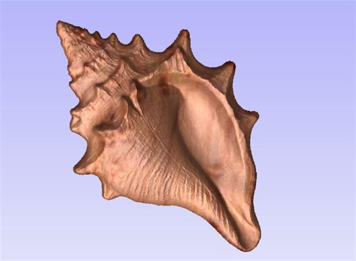 Conch Shell STL File 3D Model for CNC