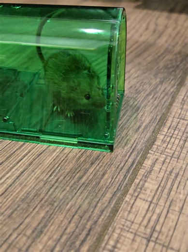 Effective Amazon Mouse Traps for Easy Pest Control