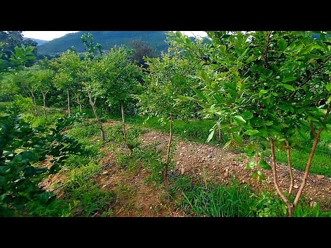 PODA del árbol de Mirto, Arrayán o Guayabillo