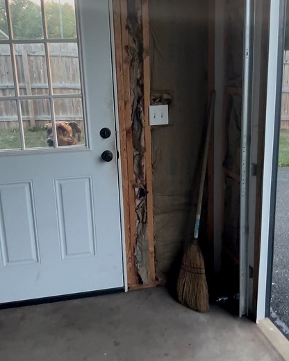 310K views · 10K reactions | Will CJ ever get inside?  | Furry Tails | Facebook