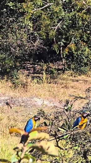 Araras canindé comendo favela (fava d'anta) 🦜🦜