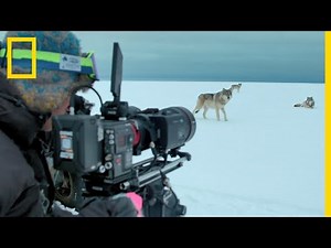 Un explorateur se retrouve face à des loups sauvages