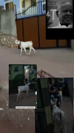 what you looking for 🤣🤣#fypviralシviral #alienskinug😂🔥🔥 #alienskinug😂🔥🔥 #bobiwineuganda✊✊✊✊✊✊ #tiktokviral @alien_skin_addict @AlienSkin ug @Aisha Skin Promax 🤘 @FikTi