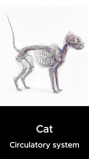 Anatomy of a Cat: The Biological Ninja🐱