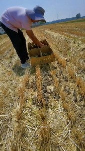 7.5K views · 52 reactions | China’s Million-Dollar Quail Farming Secret | True Facts | Facebook