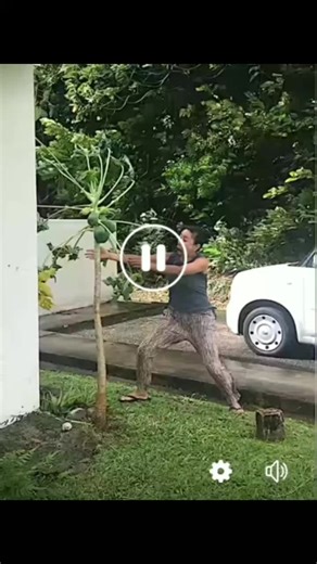 Understanding Typhoon Effects on Papaya Trees