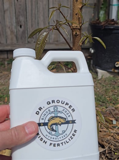 Spring growth is kicking into high gear, and the dragon fruit are loving the boost from @Dr. Grouper 🐟🌱. Fish fertilizer is packed with organic nitrogen, amino acids, and micronutrients that help stimulate strong vegetative growth, deeper green color, and thicker branches. It also feeds the soil microbes that keep the root zone healthy and active. Early season nitrogen helps dragon fruit push new pads, aerial roots, and faster canopy development, which sets the plant up for heavier flowering a