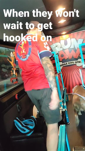 899K views · 44K reactions | Some dogs are so experienced that they can control their mill without being hooked on. They can't run fast without being harnessed, but they can control it enough to stay in one place. #rundawg #mobiledoggym #dogexercise @slatmill #dogtreadmill | Run Dawg | Facebook