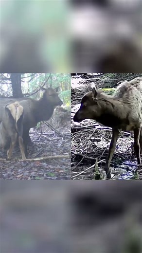 Adorable calf nursing! Watch this heartwarming moment! #shorts