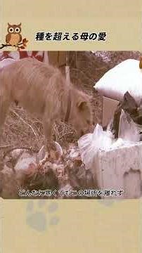 種を超える母の愛 #ペットストーリー #動物の話#感動ストーリー #犬のストーリー