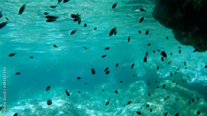Large school of juvenile Mediterranean chromis fish (Chromis chromis) swims under surface of blue water in the shadow of rock. (4K - 60 fps) Adriatic Sea, Montenegro, Europe
