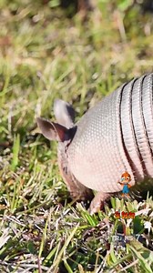 5.1K views · 34 reactions | Keunikan armadilo terletak pada ciri fisiknya yang unik, yaitu tubuhnya dilapisi oleh cekungan-cekungan keras berbentuk seperti perisai atau baju zirah yang melindungi dari predator. Selain itu, armadilo juga memiliki kemampuan gulung diri untuk melindungi diri dari ancaman. Ayoo sooob. Kepoin dalam @siotantrans7 Senin - Kamis jam 12.45 wib hanya di @officialtrans7 | News Trans7 | Facebook
