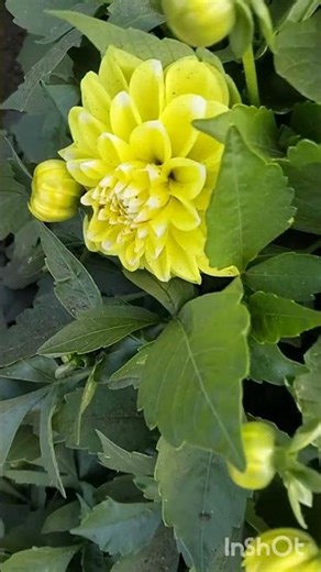 இந்த பூக்கள் பார்க்க எப்படி இருக்கு பாருங்கள்