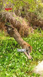 24K views · 130 reactions | The Jaguar is built different. #JaguarFacts #WildlifeWonder #NatureReels #UnderratedPredator #AnimalKingdom | SQ Unique Animals | Facebook