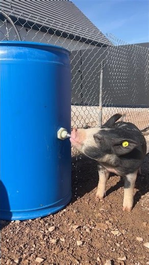 Farm life. Hog waterer.
