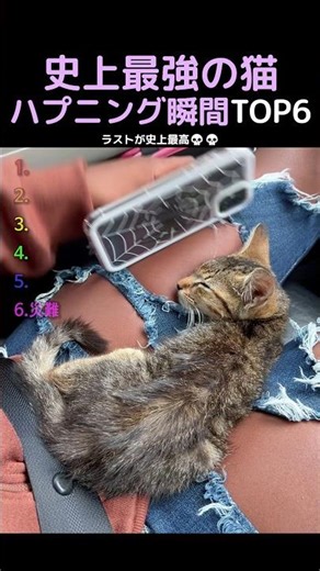 史上最強の猫ハプニング瞬間TOP6