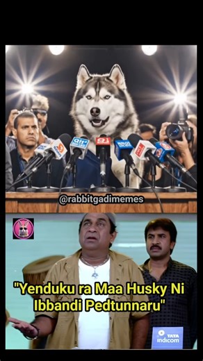 Rabbit Gadi Memes | Comedy Memes on Instagram: "Evarra Husky ni Hurt Chesindi 😢 . . . . . . . #trending #viral #telugureels #memesforlife #memes #telugumemes #viralmemes #husky #trendtoday #huskytrend #explore #relatable"
