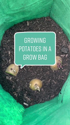 Growing Potatoes in Grow Bags: Tips for Successful Planting