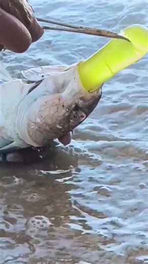 “OMG! 😱 What Is This Strange Thing Inside the Mullet Fish? 🐟🤯”