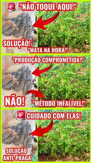 🔥"HOW TO GET RID OF CATERPILLARS ON YOUR GUAVA TREE? (HOMEMADE SOLUTION)"