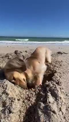 19K views · 248 reactions | ️  Ever wonder why some dogs dig digging? We dug deep to unearth the hole story on canines’ excavation fixation. To delve into all the boring details, check out the link in our bio.☝️ | The Farmer's Dog | Facebook