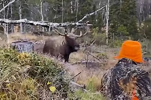Charging Moose Drops at Hunter's Feet After Final, Point-Blank Shot