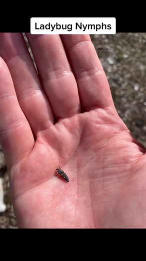 Fascinating Ladybug Nymph Facts in the Garden | ScienceTok Storytime