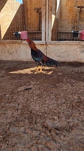 44K views · 2.9K reactions | 6 months old pure B Boles asil | Bobby Boles Asil and lacy Roundheads | Facebook