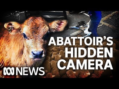 Distressing video emerges from secret camera in abattoir | ABC News