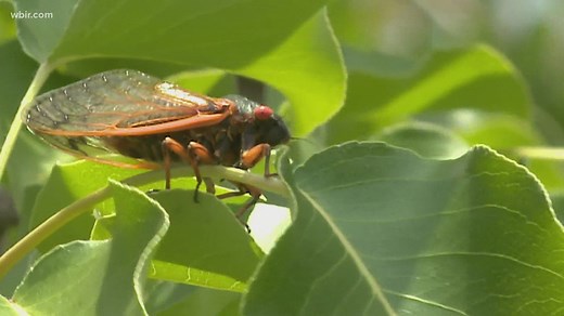 Tips for cicada shells left behind