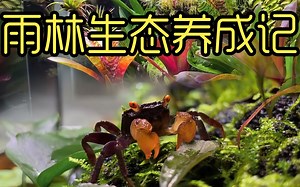 雨林缸养成记 你完全想不到卧室里的生态缸多带劲 超好玩超有趣