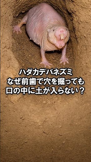 ハダカデバネズミは、なぜ前歯で穴を掘っても口の中に土が入らない？口のしくみを知るクイズ｜歯の雑学 648 #クイズ #歯科 #雑学 #豆知識