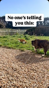 How to actually help your dog with hip dysplasia👇 As dog owners, you’re buying expensive supplements, limiting exercise, and hoping rest will fix the issue… So why is your dog still struggling to move comfortably and losing muscle? Here’s what you’re missing: 👉 Targeted strength and mobility exercises that rebuild hip support naturally. You help your dog move better by strengthening their muscles, improving joint flexibility, and using the right recovery techniques—not just relying on pills an