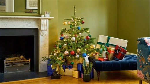 5.6K views · 18 reactions | Don’t leave it too late, our Christmas tree pre-orders are live to help you get ahead this Christmas. Pre-order yours today and relax knowing the Christmas tree is covered     #christmastree #christmas #christmasdecor #plants #houseplants #patchplants | Patch plants | Facebook