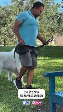 Rehabbing The Behavior Of An Aggressive Giant Dog Great Pyrenees