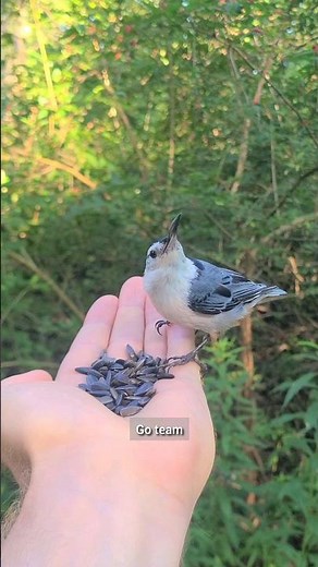 How To Hand-Feed White-Breasted Nuthatches