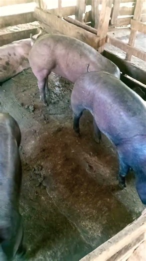 cerdos ceba #countrylife #vidadecampo #animals #campesino #ceba #diciembre2025