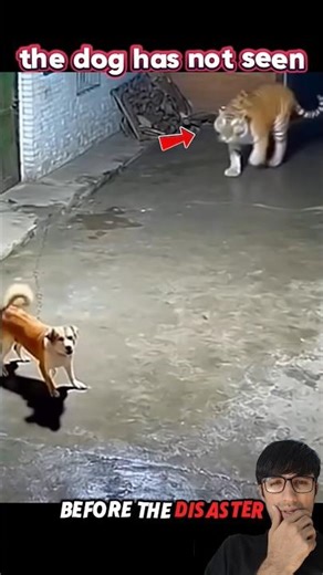 Cat protects Dog😱🦁💪 #funny #pets #animals #youtube #wildlife #trending #tiger #cat #viral #shorts