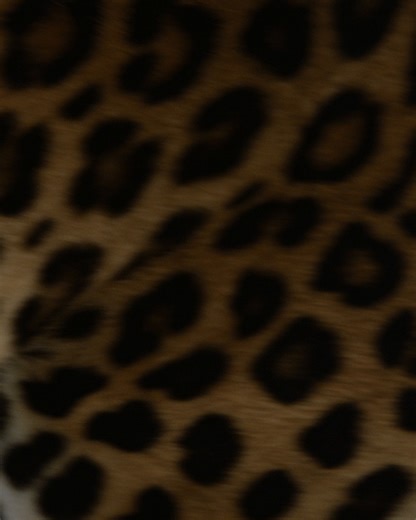 296K views · 9.3K reactions | An emblem and a signature merge, in an intertwined story of boldness, elegance and creativity. | Cartier | Facebook