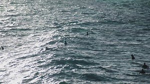 103 reactions · 35 shares | Here's a sneak peek at 'The Biggest Board: Surf City USA's Epic Ride' documentary premiering next week! Make sure to reserve your spot at this red carpet event at: bit.ly/1SjSqMy | Visit Huntington Beach | Facebook