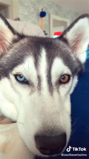 “Husky eyes… they come in all shapes and shades, yet somehow they all carry that strange, cosmic gravity. Maybe we’re not just staring at you… maybe we’re pulling you into our fluffy orbit.” #huskylifestyle #huskies #husky #huskyworld #huskylove #funnyhuskies | Husky World
