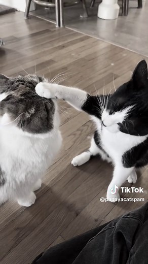 Heartwarming Moments with Exotic Shorthair Cats