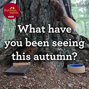 12K views · 1K reactions | We have loved being able to share the beauty of this years autumn with you here on Autumnwatch. From the incredible clips we have received it appears you have been enjoying this truly magical season as well! What has been your favourite moment from this years autumn? Let us know in the comments below! ❤️ #Autumnwatch  | BBC Springwatch | Facebook