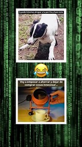 Cuando intentas atrapar a tu perrito #memes #viral #humor #shorts